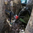 94-Delige Tuin Irrigatieset - ClickToBuy.nl